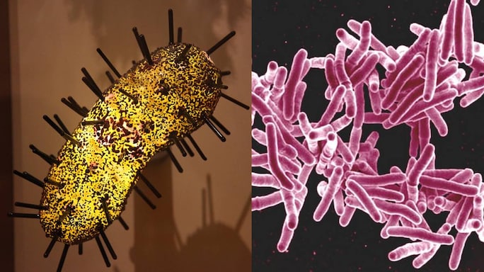 World Zoonoses Day 2020: 7 Things You Should Know About Diseases That Spread From Animals to Humans