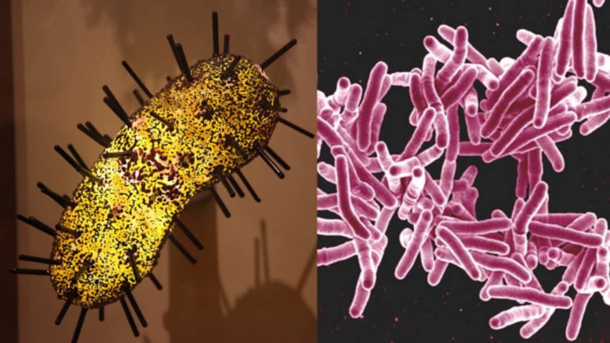 Animals camera habitat natural hidden captures barnorama traps World Zoonoses Day 2020: 7 Things You Should Know About Diseases That