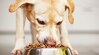 Besides Cuddles, Your Dog Needs A Balanced Diet Too Besides Cuddles, Your Dog Needs A Balanced Diet Too