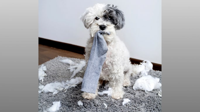 Common Pet Blunders