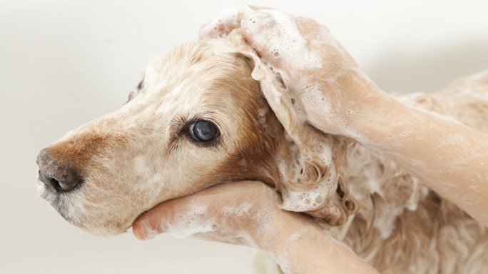 Get The Right Shampoo For Your Furry Friend