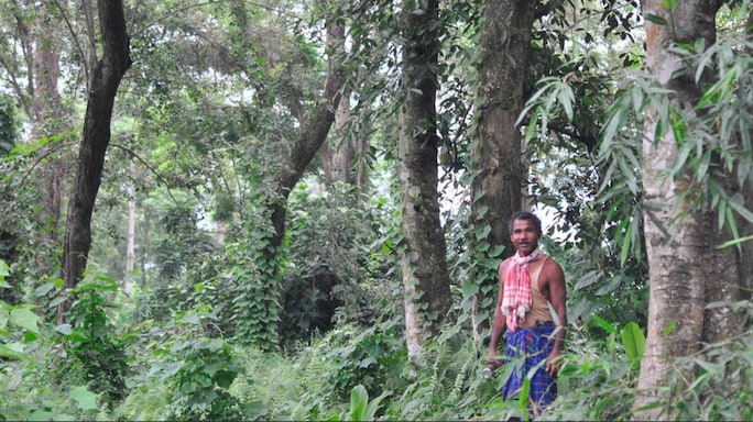 Extraordinary Indians: How 'Forest Man of India' Jadav Payeng singlehandedly turned fallow land into a thriving biome in Majuli, Assam