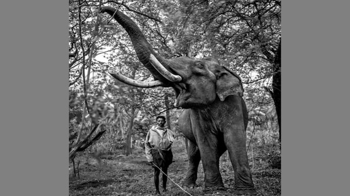 Tamed Tuskers By Senthil Kumaran