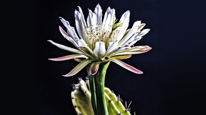 The Beauty of Night-Blooming Flowers