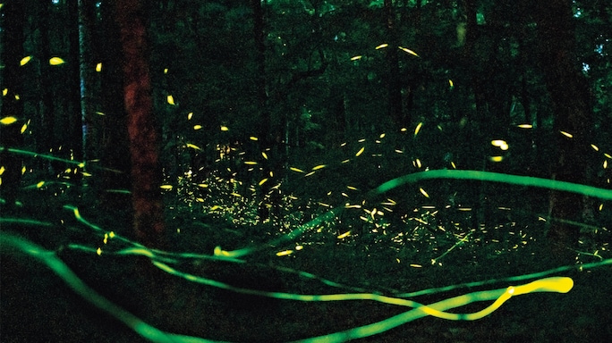 Lighting Up The Night