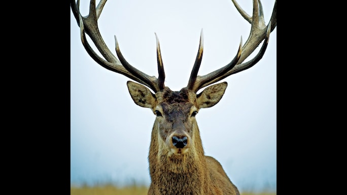 Wise Animals I Have Known: A Naturalist describes What the Wild can Teach us