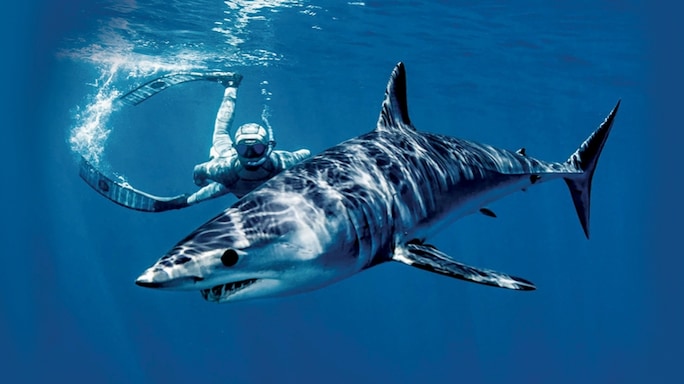 Dr Elliott's Very Polite Predators