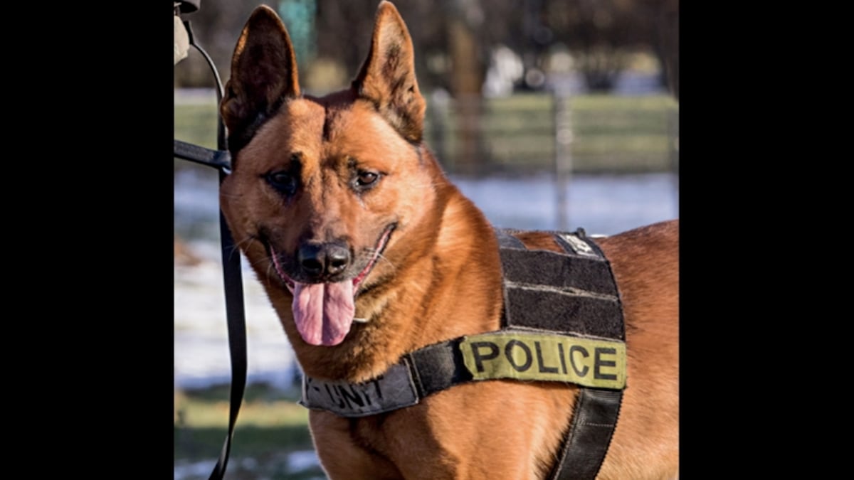 Kitt: The Courageous K-9