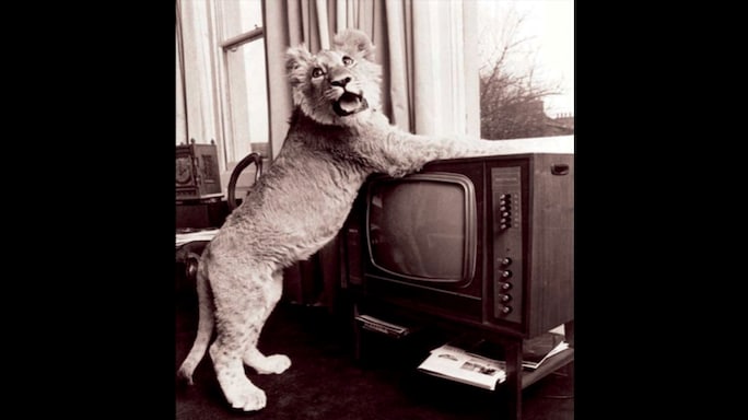 Lion in the Living Room