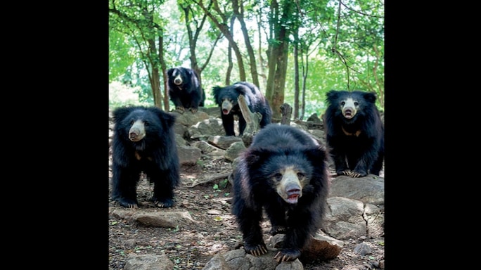 Leave the Wild Things Be