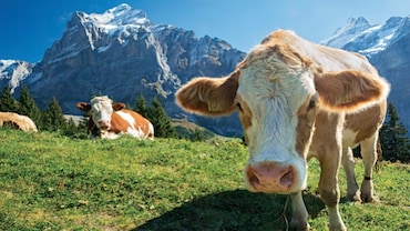 Six Places Cheese Lovers Should Visit