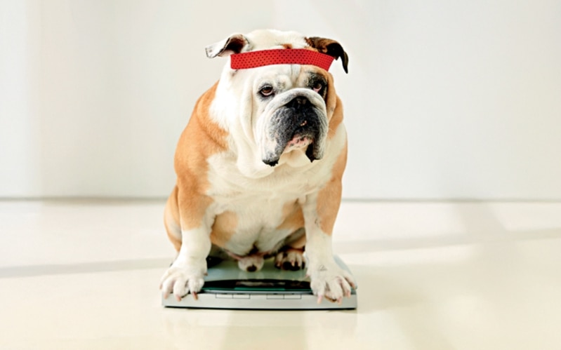 Is Your Pet Overweight?