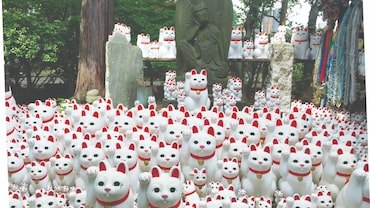Japan's Famous Cat Spots: Where to See Cat Cafés, Shrines and More