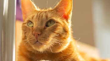 A Pretty Good Teacher, For A Cat