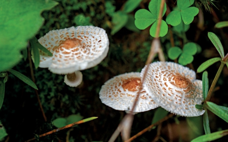 What a Naturalist Learnt about the Magic Around Us