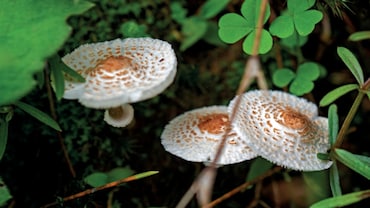 What a Naturalist Learnt about the Magic Around Us