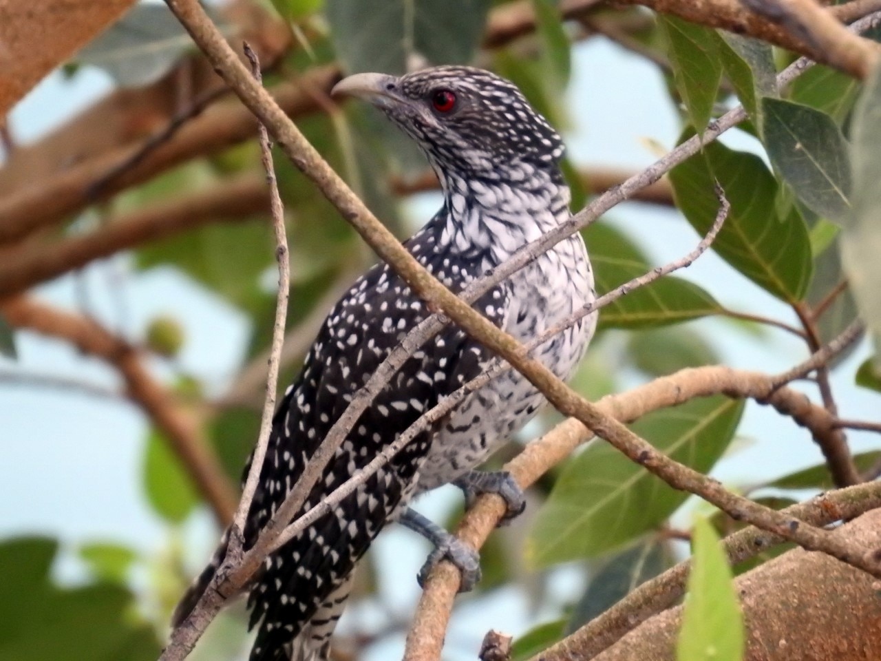 thumbnail_asian-koel_051620050550.jpg