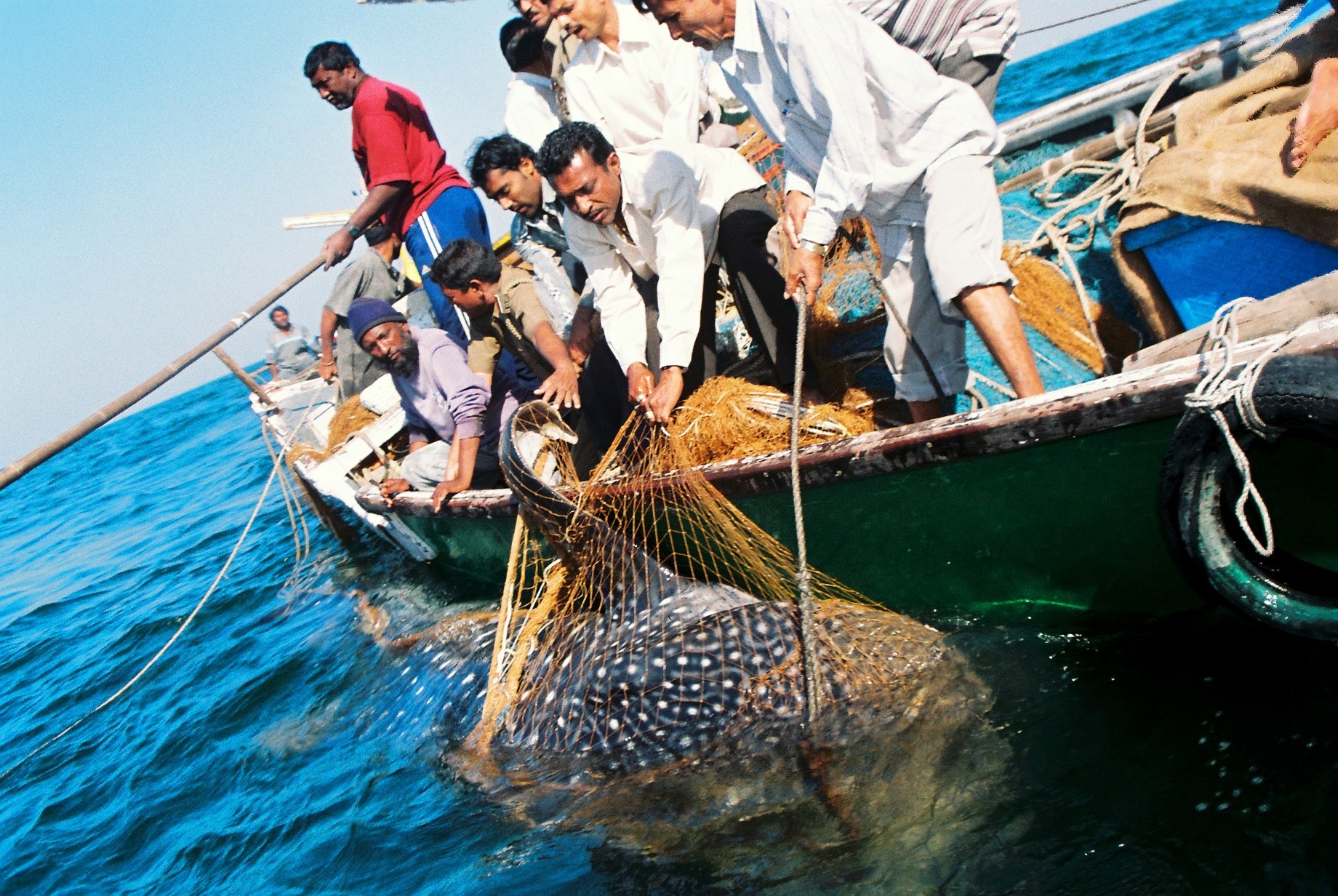whale-shark-release-in-mithapur-guajrat-photo-by-team-wti_072026070851.jpg