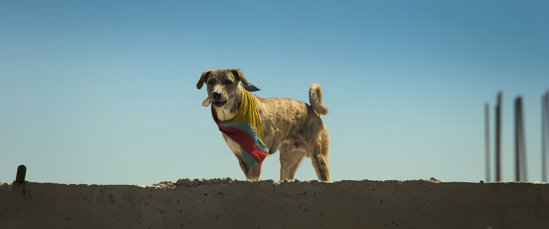 02-oh-my-dog-_101226062445.jpg