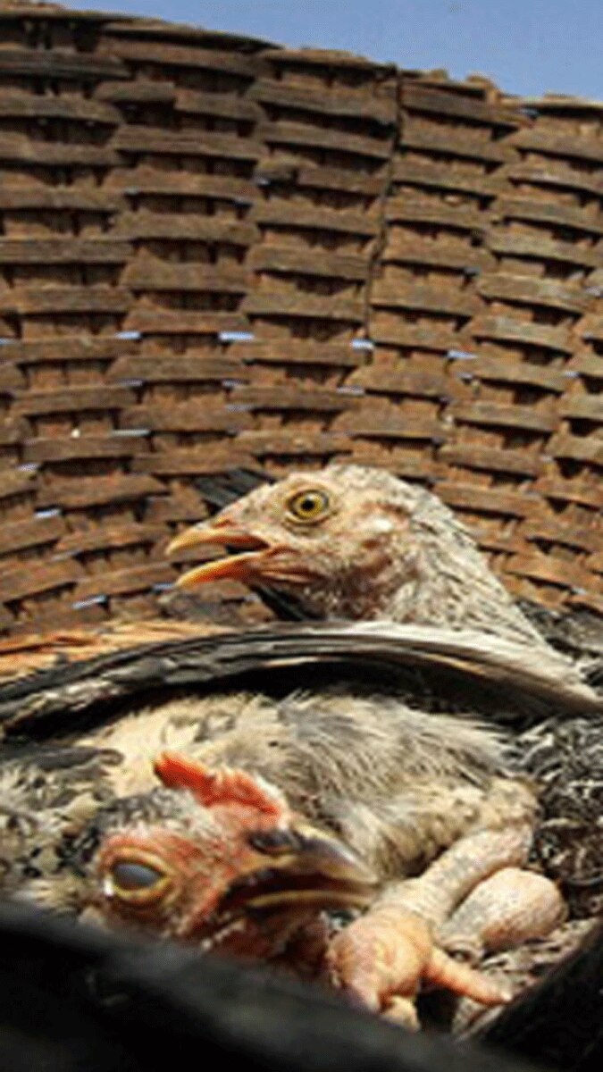  इंसानों के लिए कितना खतरनाक है बर्ड फ्लू का मौजूदा स्ट्रेन?