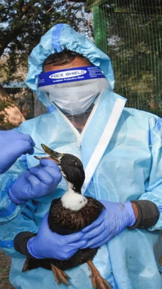 MP:चिकन शॉप की मुर्गी में बर्ड फ्लू, बढ़ी दहशत 