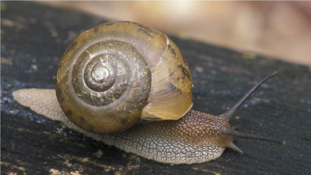 लाखों साल पहले क्या खाते थे इंसान? जानकर रह जाएंगे हैरान Study finds