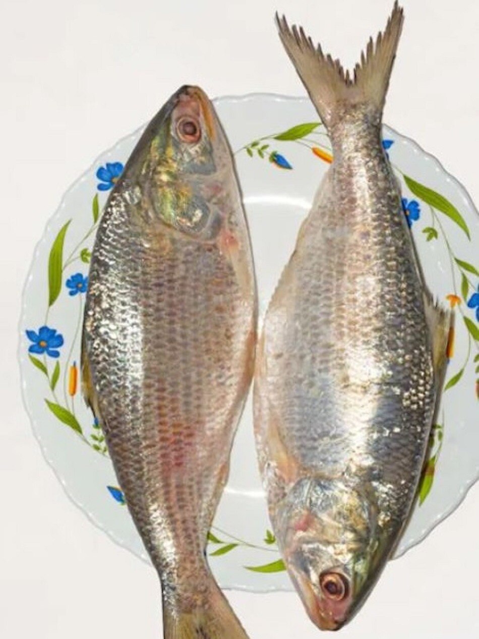 স্বাদে ইলিশকে টেক্কা দেয় এই মাছ