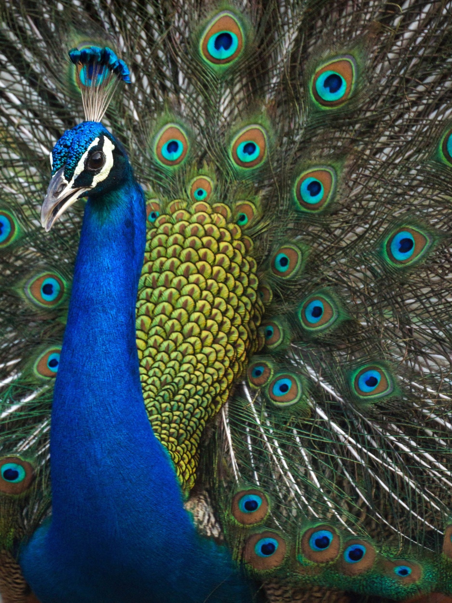 বাস্তু বা শনির দোষ- ময়ূরের পালকেই কাটবে