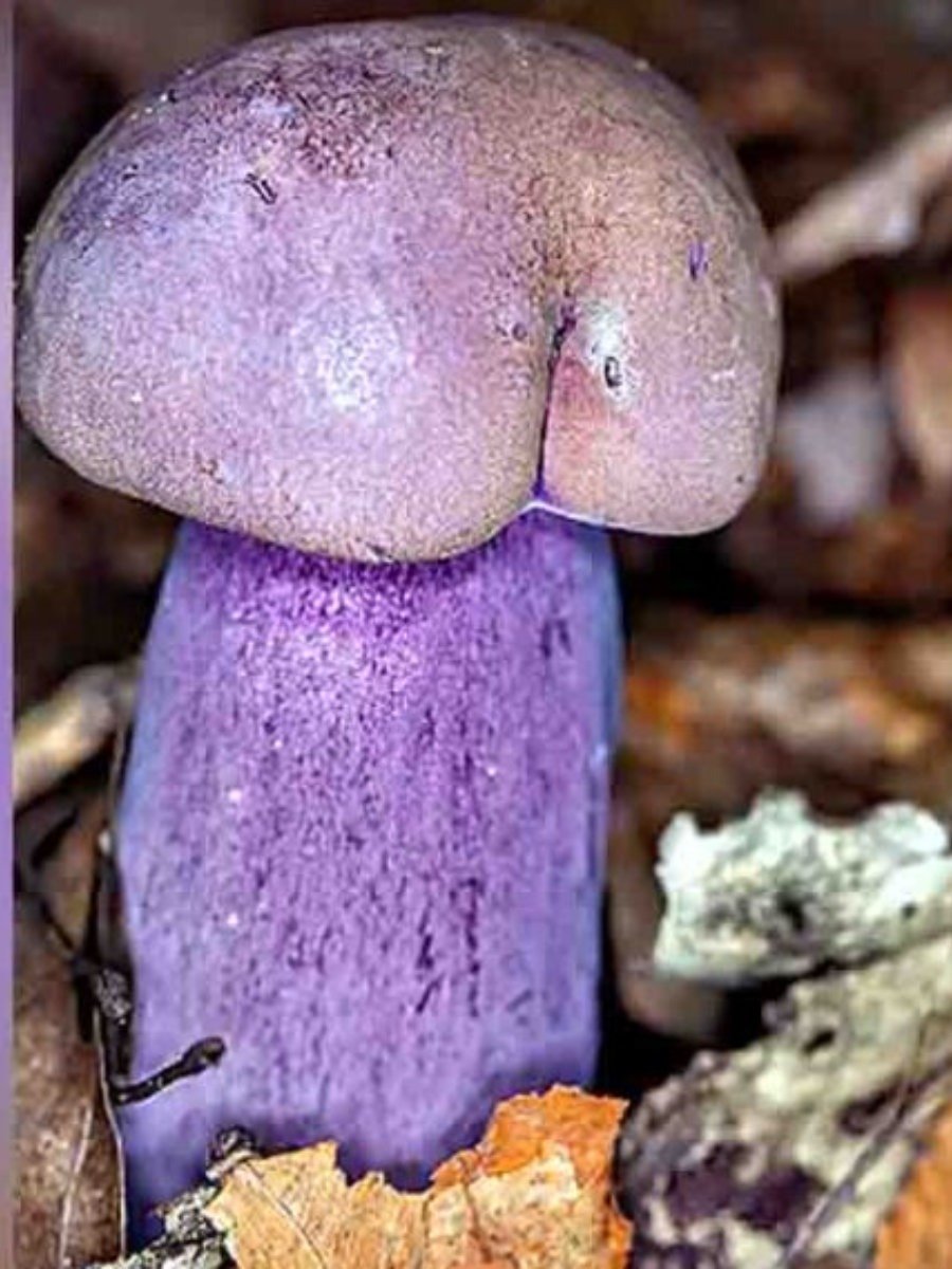 পেনিস মাশরুমের এই গুণগুলো সম্পর্কে জানুন