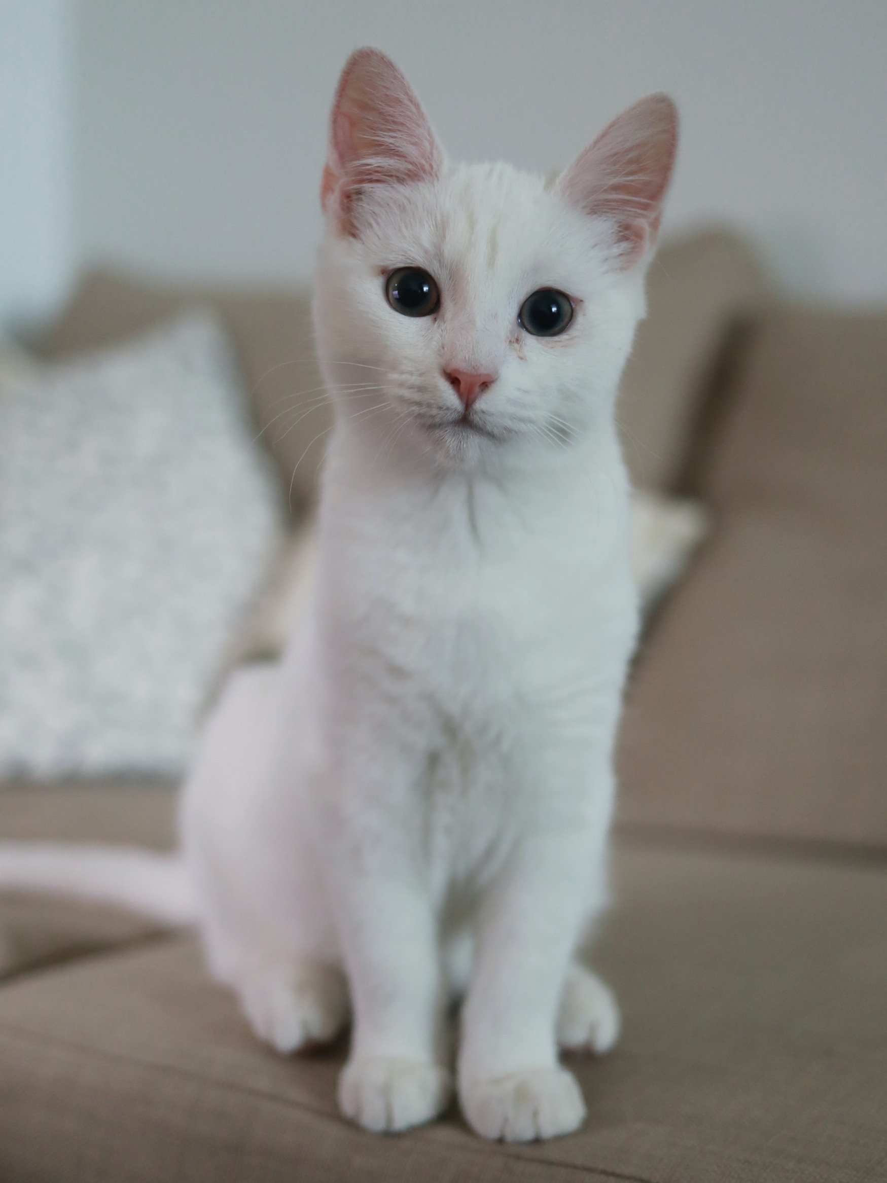 ধনতেরাসে এগুলি দেখা খুবই শুভ