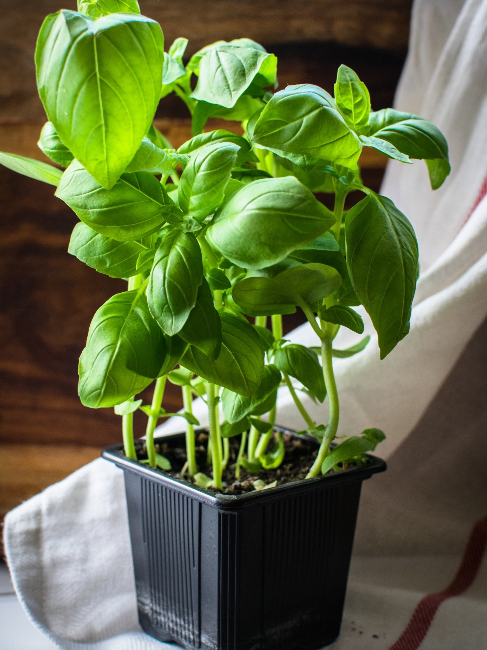 ভবিষ্যতে সমস্যা ঘনাচ্ছে? ইঙ্গিত দেয় তুলসী গাছ