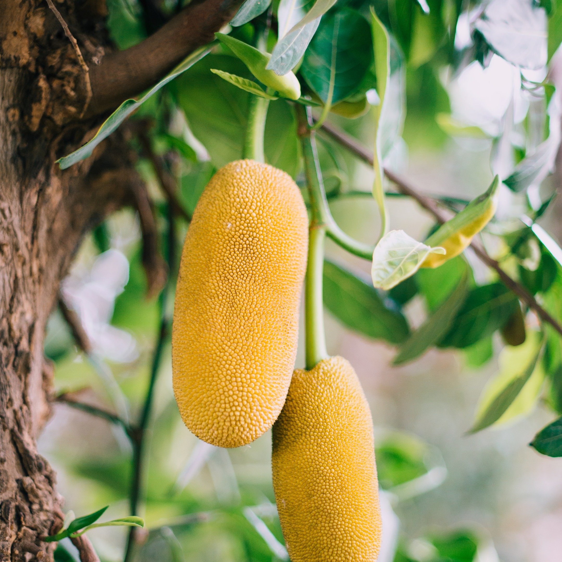 কাঁঠালের কত উপকারিতা জানেন কী?