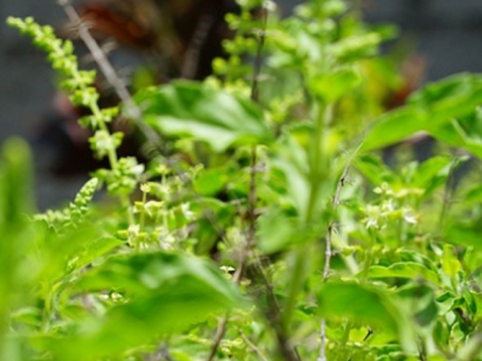 मेंटल स्ट्रेस दूर करने में कारगर हैं तुलसी के बीज