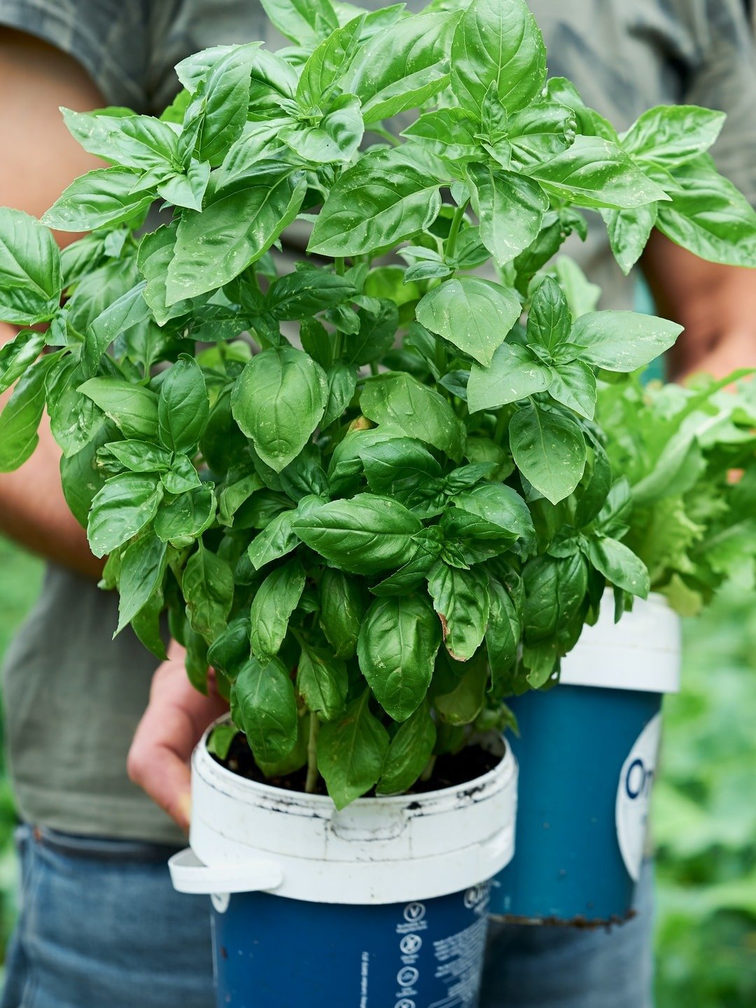 স্বাস্থ্যের জন্য ধন্বন্তরি তুলসী বীজ 