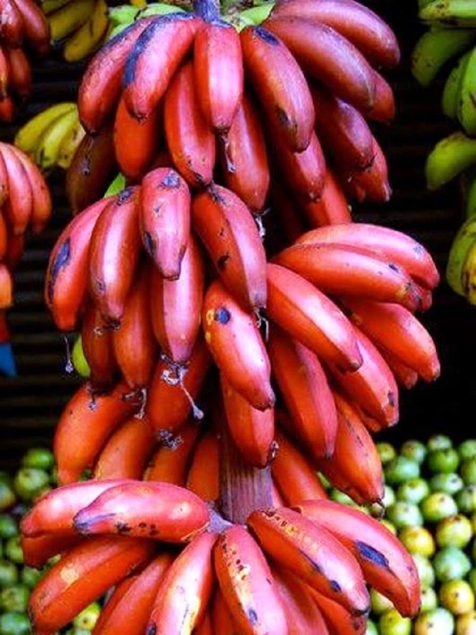 कटरीना-विक्की की शादी में क्यों मंगवाए गए लाल केले?