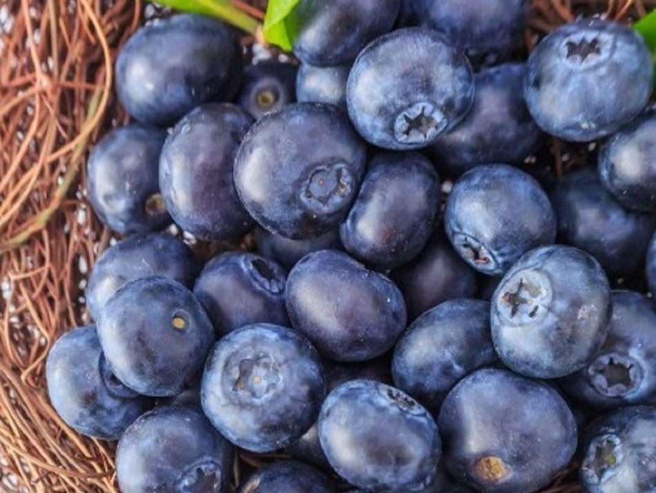 वजन घटाने से हार्ट हेल्थ तक, ब्लूबेरी है इतनी फायदेमंद