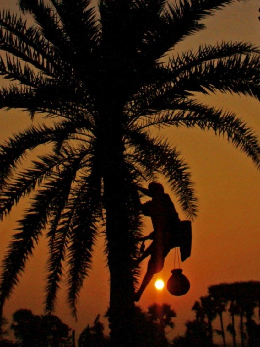 রসনাতৃপ্তিই নয়, শরীরের জন্য মোক্ষম দাওয়াই নলেন গুড়