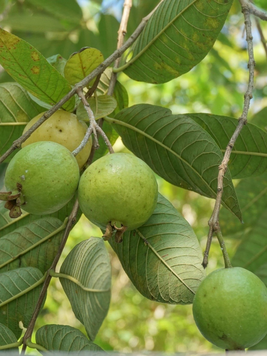 পুষ্টিমানে আপেল-কমলার চেয়ে সেরা পেয়ারা!
