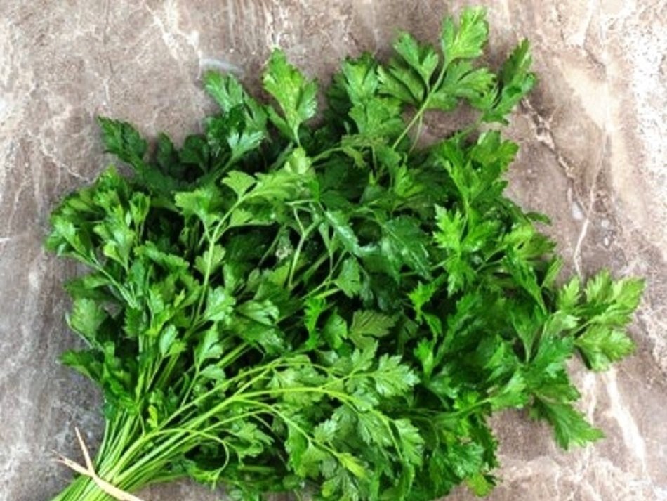 इन बीमारियों के खिलाफ रामबाण है हरी धनिया