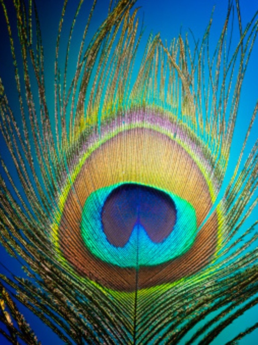 ময়ূরের পালক দিয়ে ফেরান ভাগ্য, হবেন ধনীও