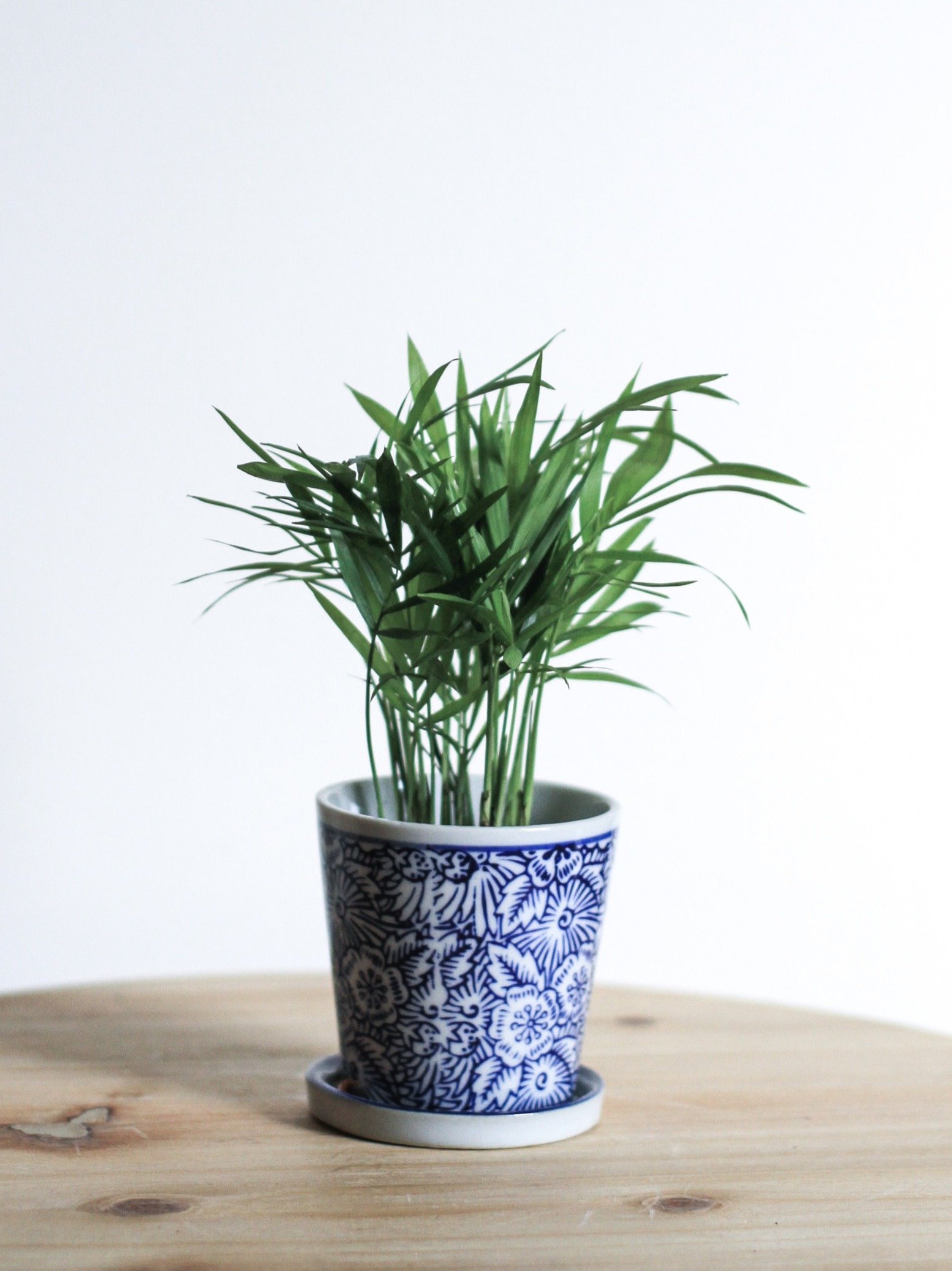 বাড়িতে 'লাকি বাম্বু' রাখলে খুলবে ভাগ্য