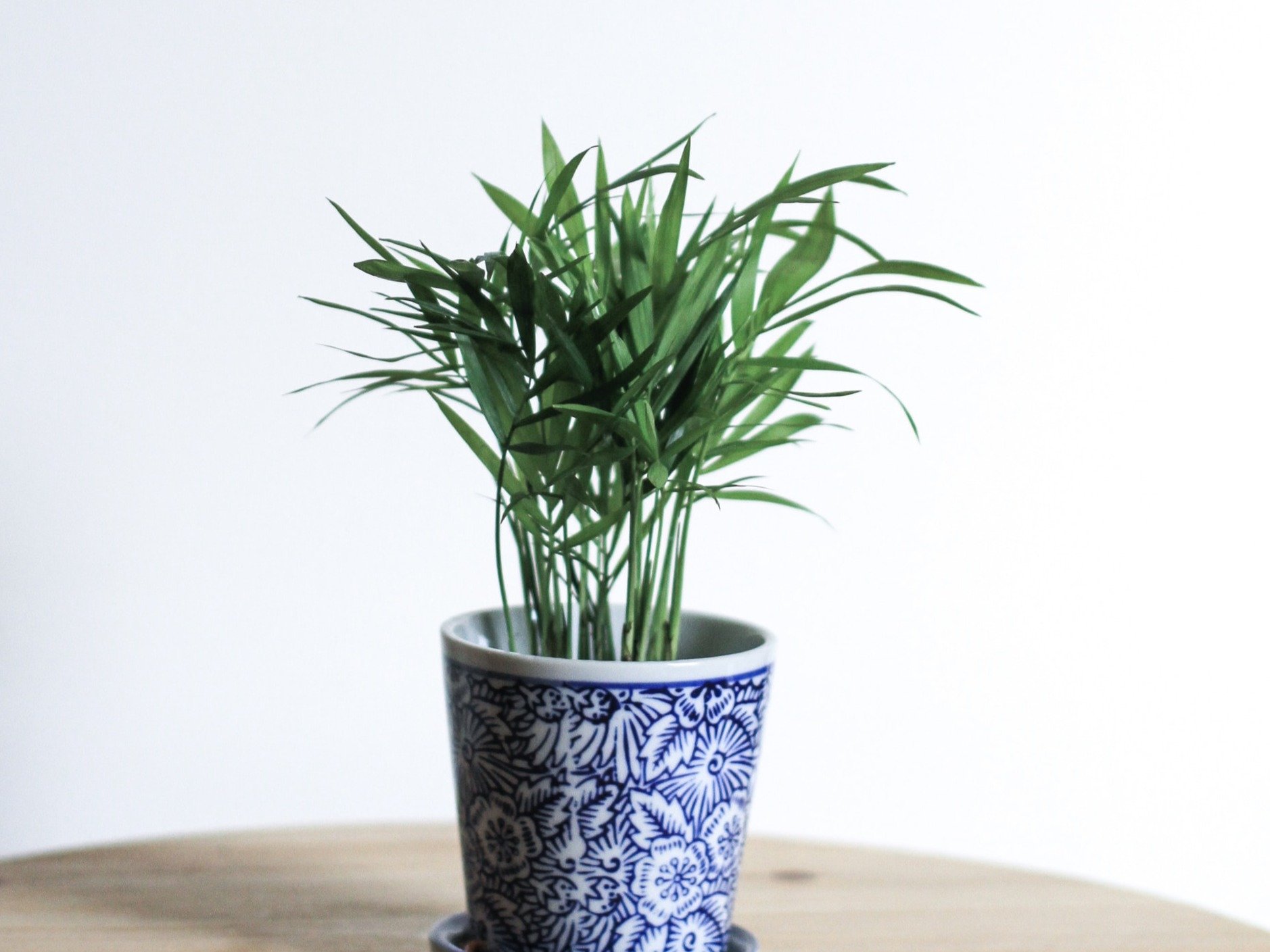 Bamboo Plant Vastu Tips mdv