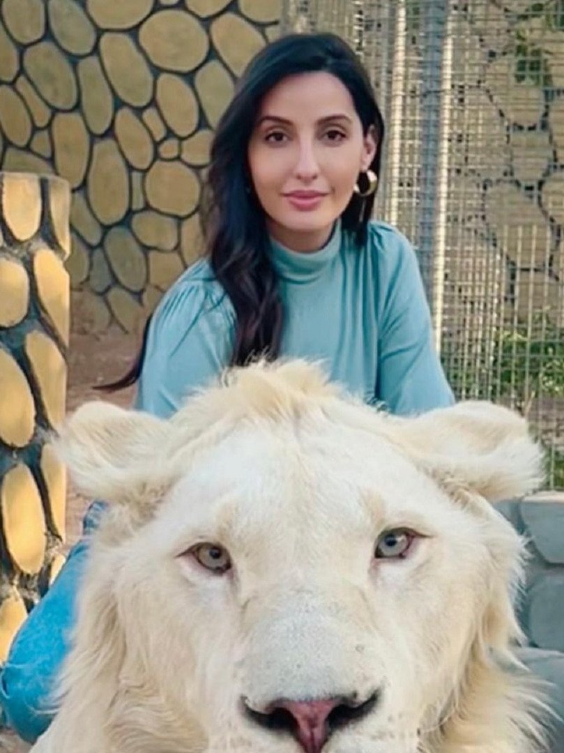 नोरा फतेही ने भूखे शेरों को खिलाया मीट! देखें वीडियो