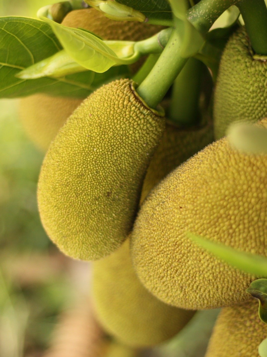 গরমে কাঁঠাল খান জমিয়ে, মিলবে এই উপকার