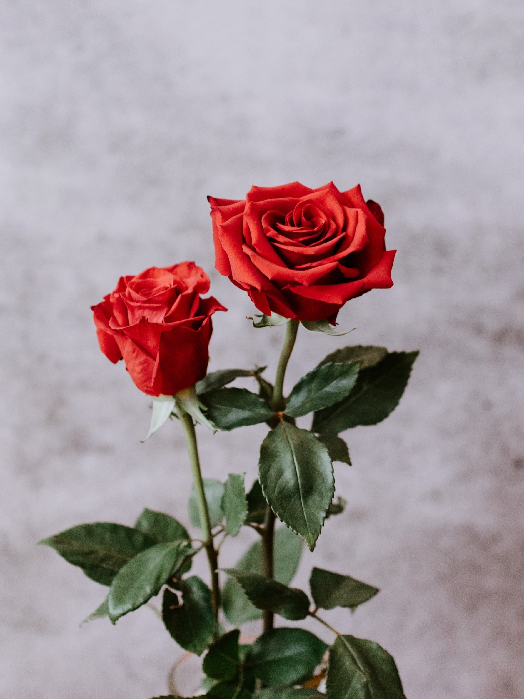 গোলাপ শুধু ফুলই নয়, এককথায় 'মহৌষধ'