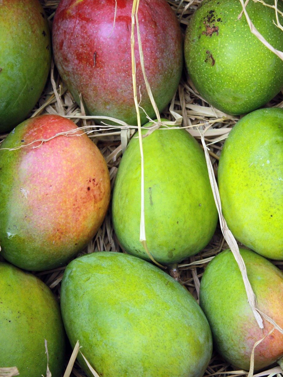 Mango Kernel Health Benefits sus