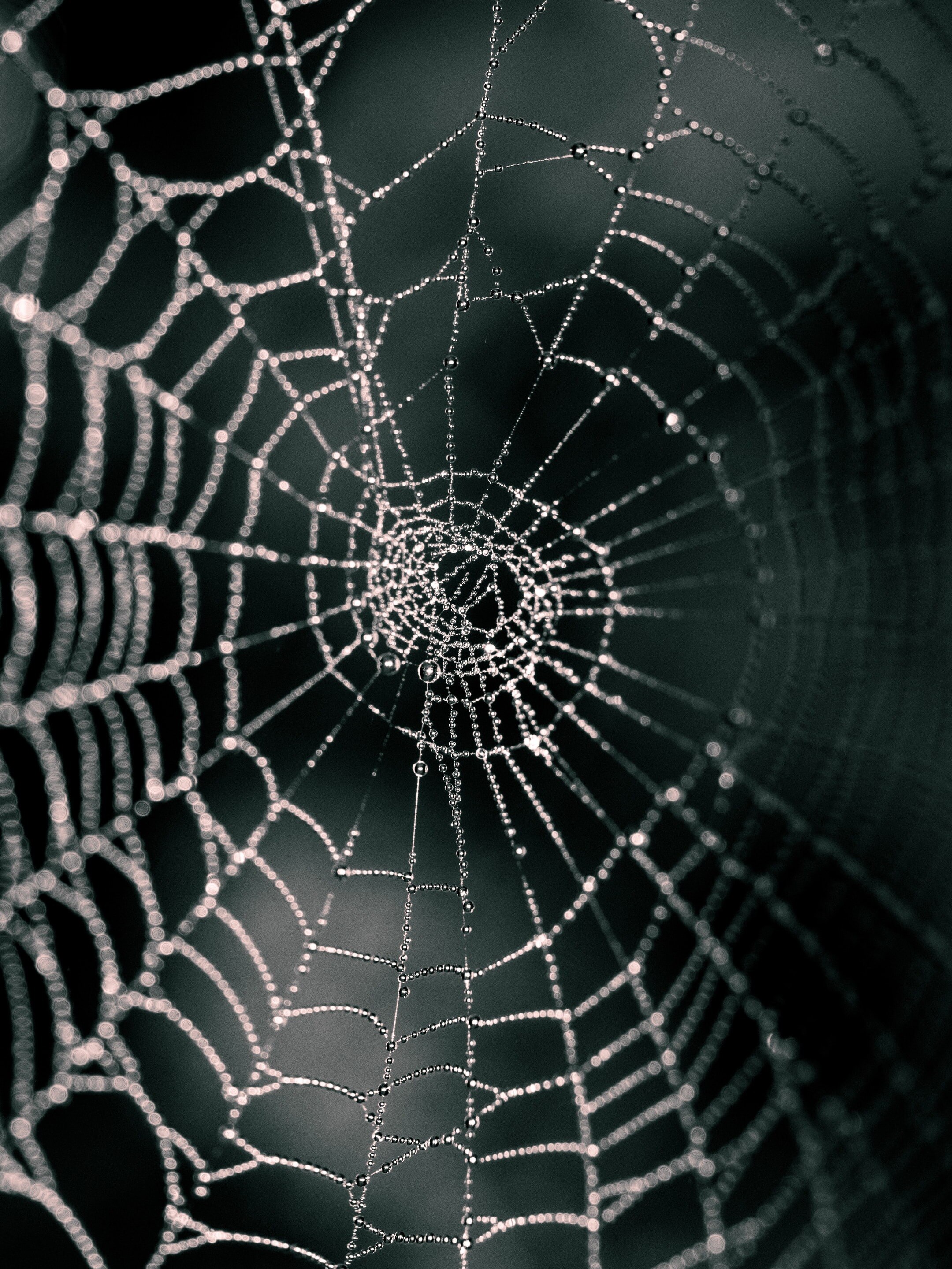 বাড়িতে মাকড়সার জাল? রাহুর কুনজর পড়বে