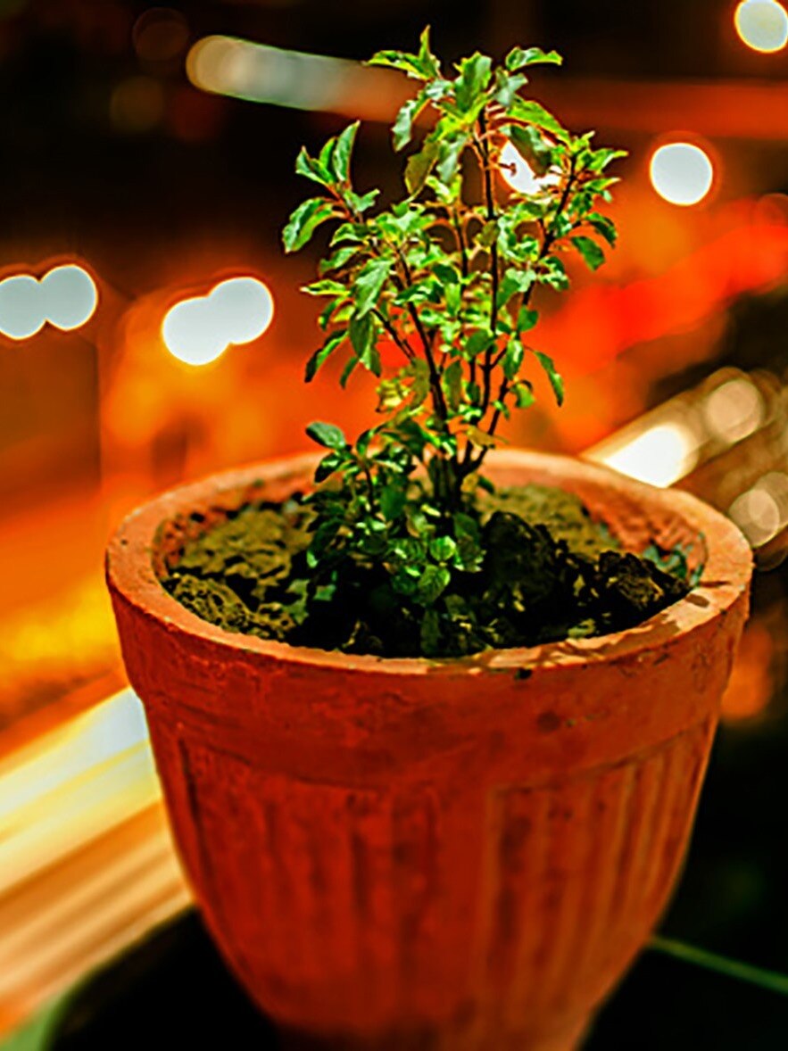 তুলসীর এই প্রতিকার পূরণ করে  মনস্কামনা!