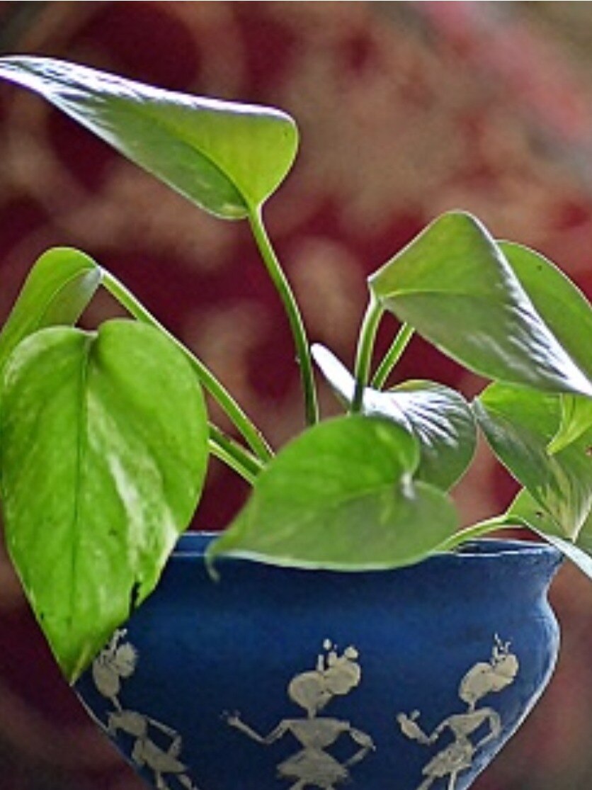 মানি প্ল্যান্টের এই উপায় করবে অর্থবৃষ্টি!