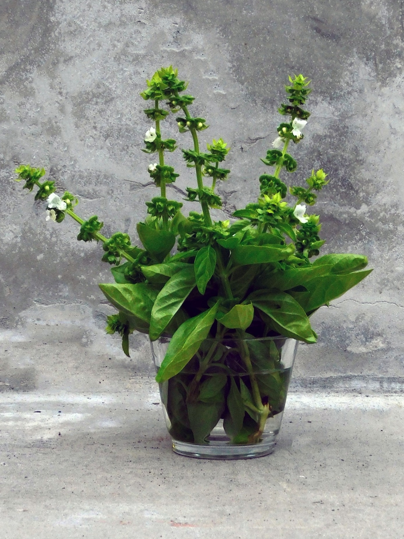 তুলসী তুলুন এই নিয়ম মেনে, নাহলেই ঘোর অমঙ্গল!